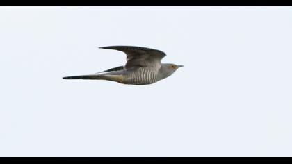 Common Cuckoo