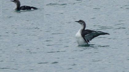 Black-throated Loon