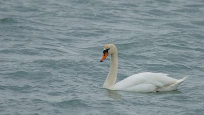 Mute Swan