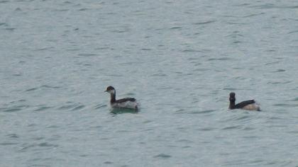 Black-necked Grebe
