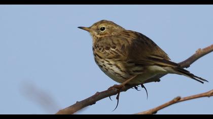 Meadow Pipit