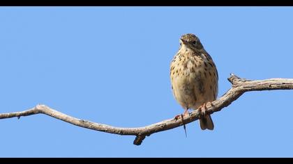 Meadow Pipit