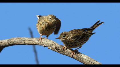Meadow Pipit