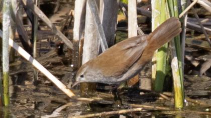 Cetti`s Warbler