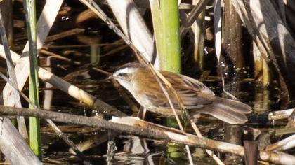 Moustached Warbler