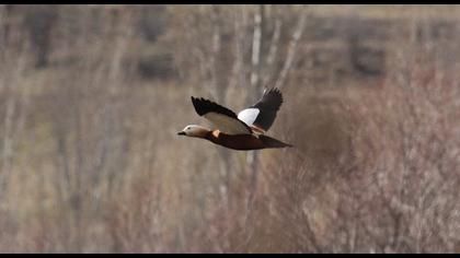 Ruddy Shelduck