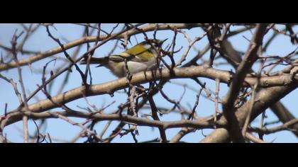 Common Firecrest