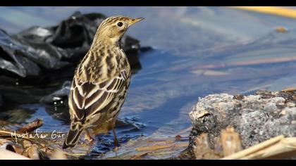 Red-throated Pipit