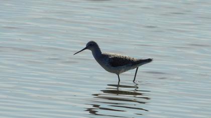 Marsh Sandpiper