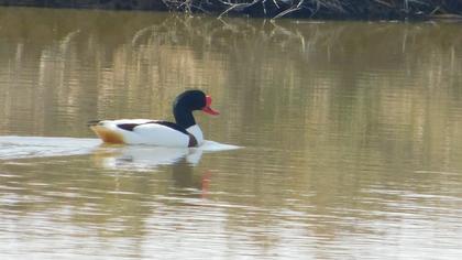 Common Shelduck