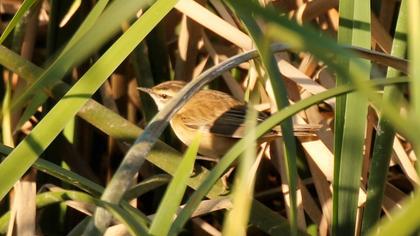 Sedge Warbler