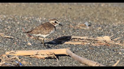 Lesser Sand Plover