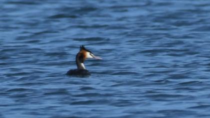 Great Crested Grebe