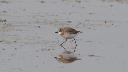 Greater Sand Plover