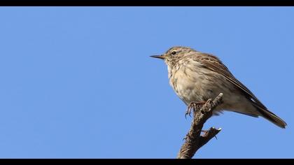 Water Pipit