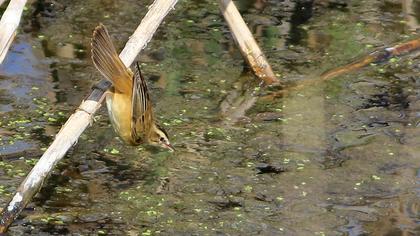 Sedge Warbler