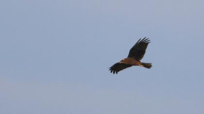 Western Marsh Harrier