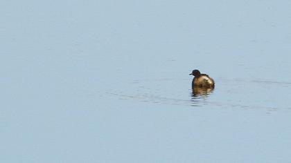 Little Grebe