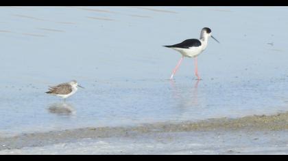 Black-winged Stilt