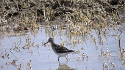 Wood Sandpiper