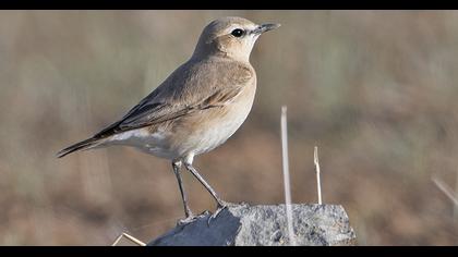Isabelline Wheatear