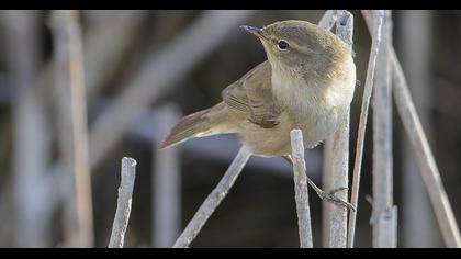 Common Chiffchaff