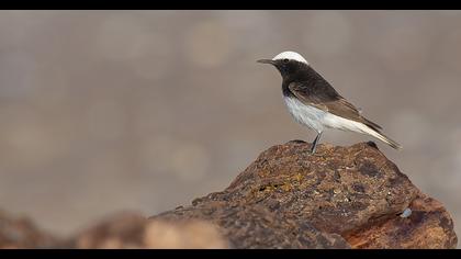 Hooded Wheatear