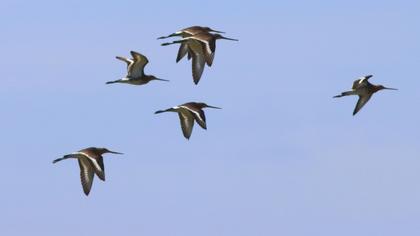 Black-tailed Godwit