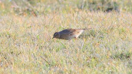 Eurasian Skylark
