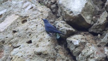 Blue Rock Thrush