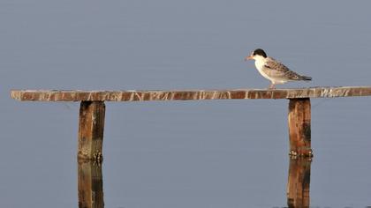 Common Tern