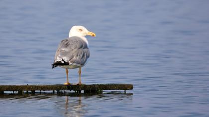 Yellow-legged Gull