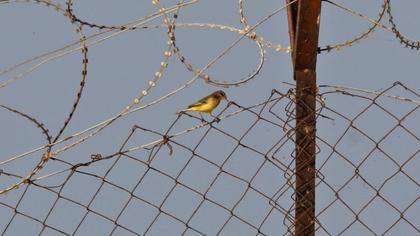 Western Yellow Wagtail
