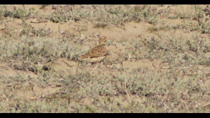 Eurasian Skylark