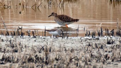 Dunlin