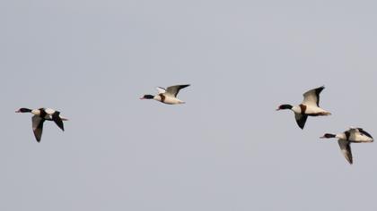 Common Shelduck