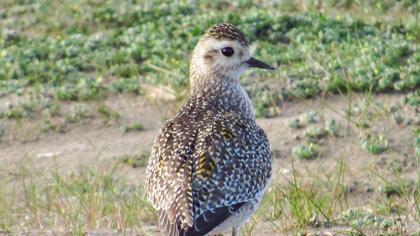 European Golden Plover