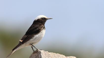 Hooded Wheatear
