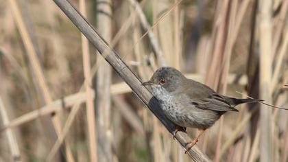 Cyprus Warbler
