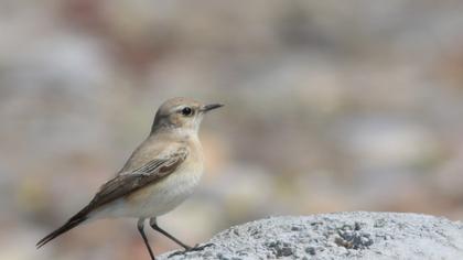 Desert Wheatear