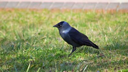 Western Jackdaw
