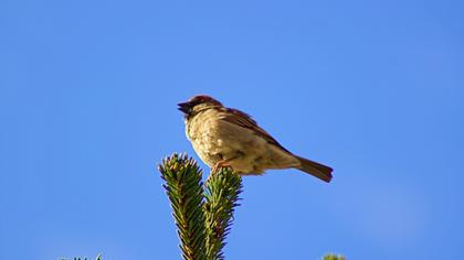 House Sparrow