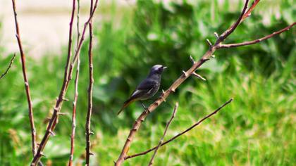 Black Redstart