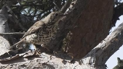 Mistle Thrush