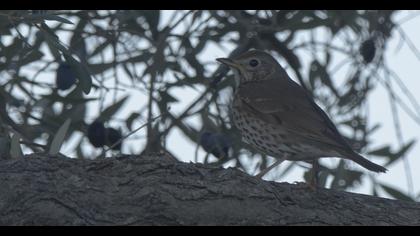 Song Thrush