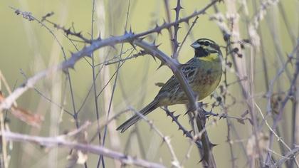 Cirl Bunting