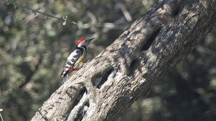 Middle Spotted Woodpecker