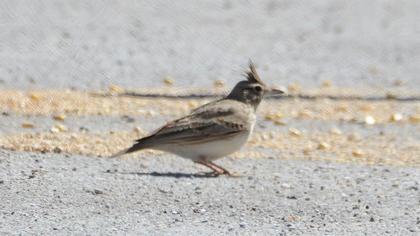 Crested Lark