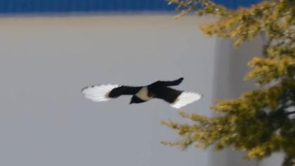 Eurasian Magpie