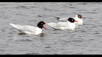 Mediterranean Gull